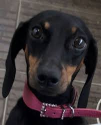 Onur Eskimez Adli Kullanicinin Dachshund Panosundaki Pin