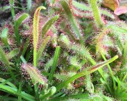 Image result for Drosera natalensis