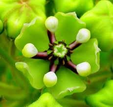 Antelope Horn Milkweed A Texas Wild Flower Milkweed Flowers Nature Beautiful Flowers