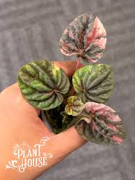 Image result for Phaulopsis sangana