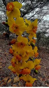 Image result for Satyrium carsonii