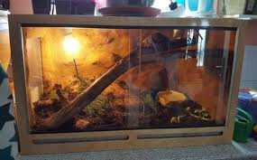 Zu Verschenken 3 Achatschnecken Achatina Fulica Wildfarben Mit Terrarium Achatschnecken Schnecken Terrarien