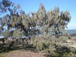 Image result for Casuarina junghuhniana