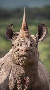 10 exotische tiere aus peru. 460 Exotische Tiere Ideen In 2021 Exotische Tiere Tiere Wilde Tiere