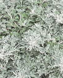 Silver king artemisia with dianthus. A Guide To Growing Artemisia Garden Design