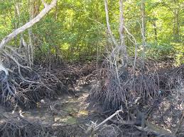 Discover the best of bakau so you can plan your trip right. Entry Taman Paya Bakau Mangrove Forest Park Picture Of Mangrove Swamp Park Lumut Tripadvisor