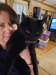 Deceased black cat found in Las Vegas