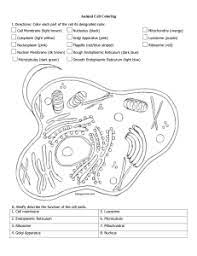 Which is the answer key to the animal cell coloring? Animal And Plant Cell Coloring