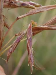 Image result for Cymbopogon pospischilii