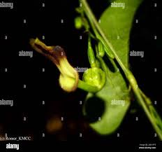 Image result for Aristolochia albida