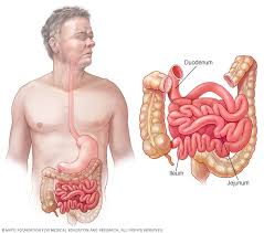 This tubular structure is sometimes known as large bowel or the large intestine as a single unit covers the abdominal cavity. Small Bowel Cancer Symptoms And Causes Mayo Clinic