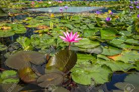 Maybe you would like to learn more about one of these? Beautiful Lotus Flower In Pond At Marina Bay Front Singapore Stock Photo Picture And Royalty Free Image Image 86163245