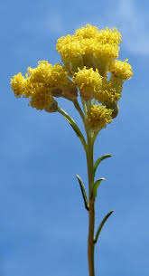 Image result for Helichrysum aureum