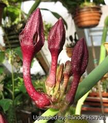 Image result for Ceropegia filipendula