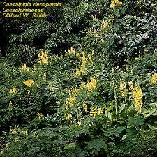Image result for Caesalpinia decapetala
