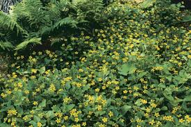 Some ground covers are only a few inches tall, and others top out at two feet or more. 10 Ground Covers For Shade Finegardening