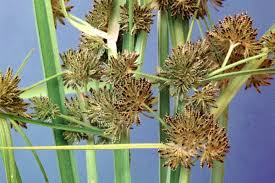 Image result for Cyperus difformis