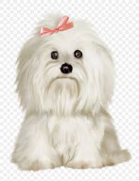 Check spelling or type a new query. Maltese Dog Golden Retriever Shih Tzu Pekingese Bichon Frise Png 1231x1600px Maltese Dog Animal Bichon Bichon