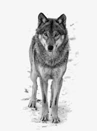 Wolf Wolf Clipart White Wolf Great White Wolf Png And Vector With Transparent Background For Free Download Lobo Branco Cao Lobo Camisetas Para Caes