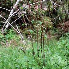Aquilegia Vulgaris New Zealand Plant Conservation Network
