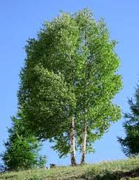 Maybe you would like to learn more about one of these? Best Trees For Driveways