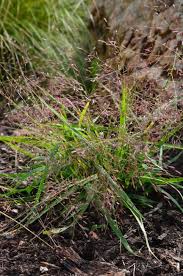 Image result for Eragrostis macrochlamys
