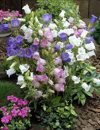 Canterbury Bells Medium Campanula Medium Medium Canterbury Bell Medium Cup And Saucer Medium Coventry Bells Medium Coventry Rapes Medium Plants Flowers 99roots Com