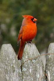 Northern Cardinal On The Fence In My Parents Backyard In Vineland Nj Northern Cardinal Birds Vineland