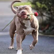 Pin Em Dog