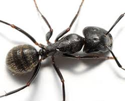 Pest control companies near you. Pest Control Near Me Pest Control Brisbane Northside Bayside Southside