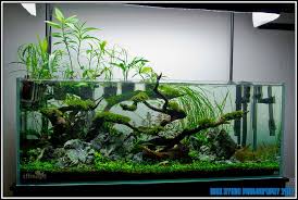 Ada Tank Http Images54 Fotki Com V514 Photos 4 1503564 9878117 Img 0173 Vi Jpg Fresh Water Fish Tank Planted Aquarium Aquarium Fish