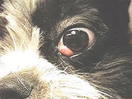 Cherry eye in dogs usually occurs in young dogs and requires surgery to correct. Cherry Eye Mar Vista Animal Medical Center