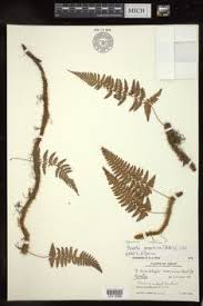 Image result for Davallia chaerophylloides