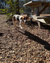 Berkeley Animal Center added a...