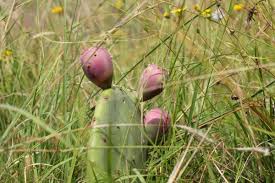 It is who we are and how we work that has brought more than 65 years of tangible lasting results. Foraging Prickly Pear Little Eco Footprints