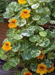 Fascinating Plants With Variegated Foliage Unusual Plants Plants Variegated Plants