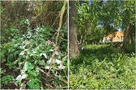 Image result for Adenostemma mauritianum