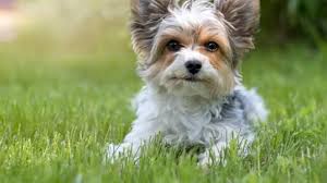 Dealing with the death of a pet. 30 Comforting Quotes About Losing A Pet Southern Living