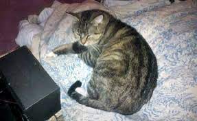 Cremation jewelry and ash necklaces for those wanting to find a way to cherish their loved ones and keep them close. Cremated Cat Came Back Stolen Pet Ashes Turned In To Police Vancouver Is Awesome