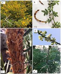Image result for Acacia amythethophylla