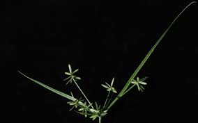 Image result for Cyperus tenuiculmis