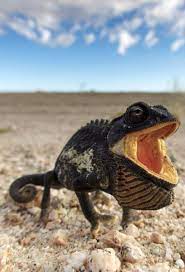 Namaqua Chameleon Chamaeleo Namaquensis In A Threat Display In The Namib Desert Namibia Chameleon Chameleon Lizard Lizard