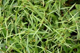 Image result for Oldenlandia herbacea