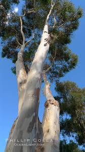 Image result for Eucalyptus sp.