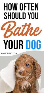 How Often Should You Bathe Your Dog Love Of A Pet Dog Bath Your Dog Dog Cleaning