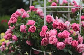 Image result for Isoglossa floribunda