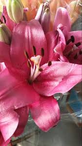 Does sprouts sell cut flowers. 23 My Floral Favs From My Department Sprouts Farmers Market Ideas Sprouts Farmers Market Bloom Floral