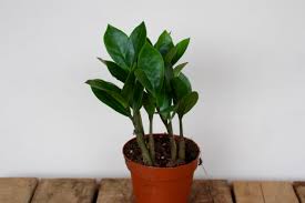 Image result for Zamiokulkas Zamioculcas