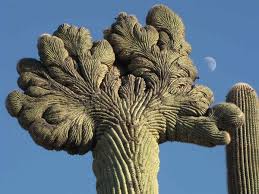 Most cacti have extensive, but shallow root systems that allow them to soak up any rainfall that may come their way. Cellular Cheaters Give Rise To Cancer The New York Times