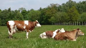 Pin On Domesticated Animals Photo Info